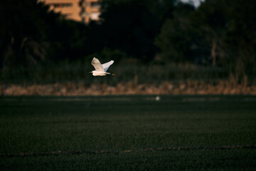 white bird with a long black beak flying with outstretched wings over the fields, albufera natural park valencia, spain