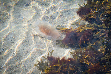 Fototapeta na wymiar Fire jellyfish on the coast swimming in salt water. Sand in waves pattern.
