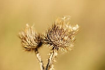 Sharp thorn dry plant growing in sunny brown field. Macro image