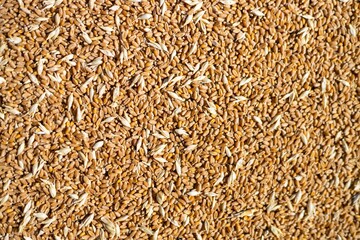 Bright texture wheat for cool background