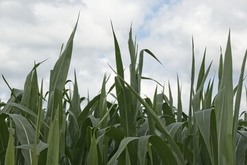 Obraz premium wheat field and blue sky