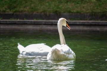 Two graceful white swans swim in the pond in city park.