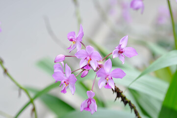 Ground orchid, Spathoglottis or Acanthephippium or Bletia or Calanthe or purple flower