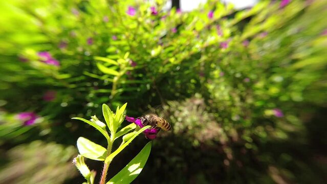 western Honey bee,Apis mellifera,apis, A. andreniformis, A. cerana dan A. dorsata,koschevnikovi perch on flower in slow motion