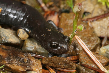 Closeup on a black adult of the endangered Del Norte salamander, Plethodon elongatus