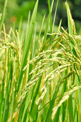rice plant or rice field , sticky rice plant or paddy field