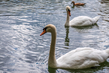 Two graceful white swans swim in the dark water.