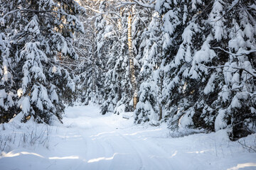 Forest roads covered with snow. Winter forest