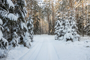 Forest roads covered with snow. Winter forest
