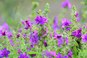 View of beautiful purple wild flowers