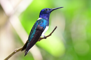 Close up view of a baeutiful White-necked Jacobin (Florisuga mellivora) hummingbird