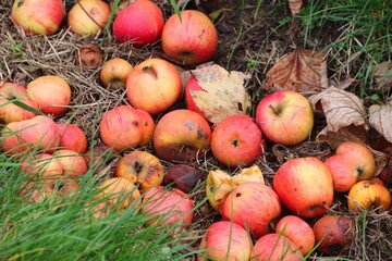 Fallobst Äpfel unter einem Baum