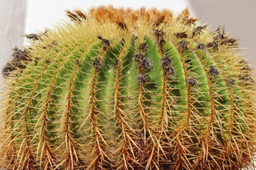 Kaktus Schwiegermuttersitz