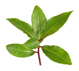 Small branch with laurel leaves, transparent background
