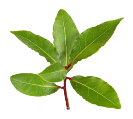 Small branch with laurel leaves, transparent background