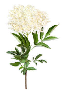 Elder flower, sambucus, transparent background