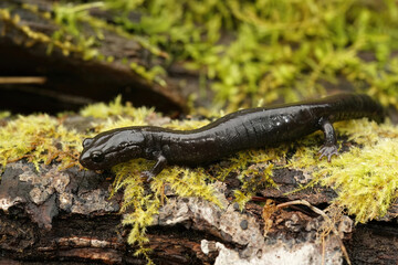 Closeup on a black adult of the endangered Del Norte salamander, Plethodon elongatus