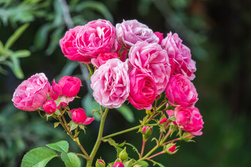 Close-up of a pink rose on green background