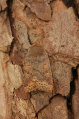 Vertical closeup on the Chestnut owlet moth, Conistra vaccini, sitting on wood