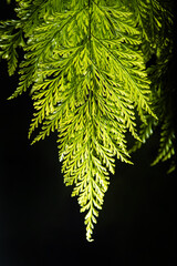 Foliage, details of a beautiful foliage with its colors and shapes, selective focus