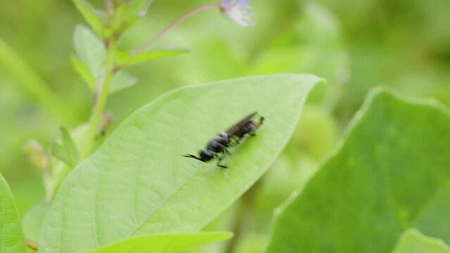 A Sawflies whose body is orange in color perched on the surface of a wild grass leaf