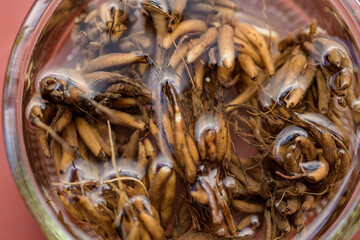 Ranunculus asiaticus or persian buttercup. Presoaking ranunculus corms. Claw like Ranunculus corms, tubers or bulbs.