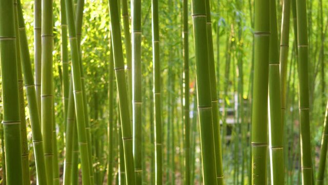 bamboo grove, tropical and subtropical regions. Green bamboo forest 