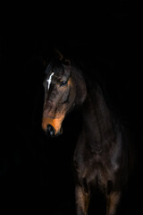 Portret gniadego konia/ Bay horse portrait  - obrazy, fototapety, plakaty