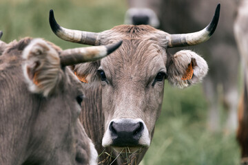 cow head with large horns staring at the camera with other animals grazing quietly in the field,...