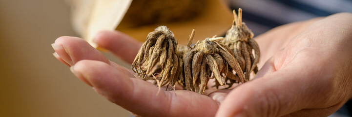 Woman holding dry and dormant ranunculus flower claw like corms in her hand. Ranunculus asiaticus...