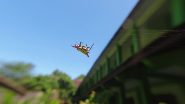 Yellow Star Spider prepares a nest on coffee leaves