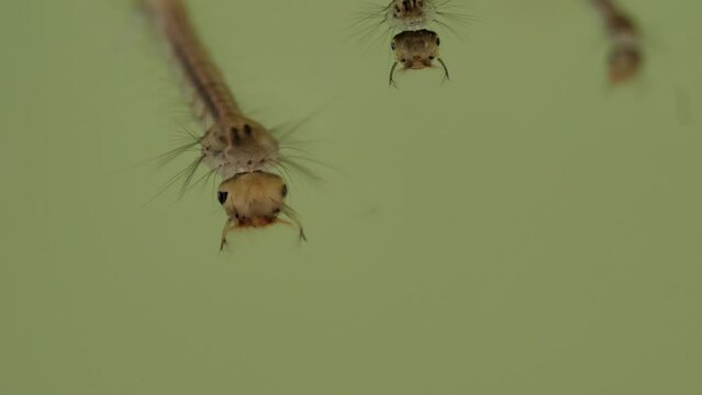 nahaufnahmen von einer m&uuml;ckenlarve und einer m&uuml;ckenpuppe im wasser, 50 fps, culex sp.