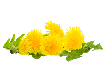 Bunch of fresh yellow dandelions with green leaves isolated on a transparent background in close-up
