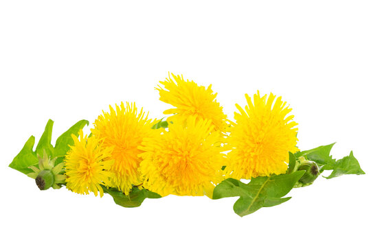 Bunch of fresh yellow dandelions with green leaves isolated on a transparent background in close-up