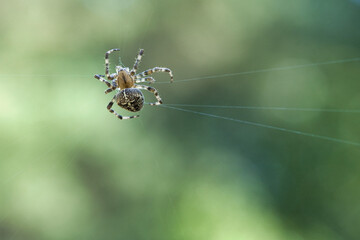 Cross spider crawling on a spider thread. Halloween fright. A useful hunter among