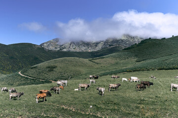 Fototapeta na wymiar group of cows grazing in the field calm and relaxed in a lonely valley next to the path that leads to the rocky mountains, ruta del cares asturias, spain