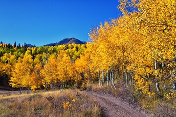 Fototapeta premium Pine Hollow hiking trail Mountain views by Timpanogos in the Wasatch Mountains Rocky Mountains, Utah. America. 
