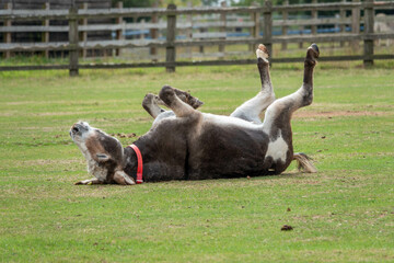 Naklejka na ściany i meble donkey having a roll in the grass