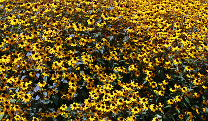 Rudbeckia. The species are commonly called coneflowers and black-eyed-susans; all are native to North America and many species are cultivated in gardens for their showy yellow or gold flower heads. 