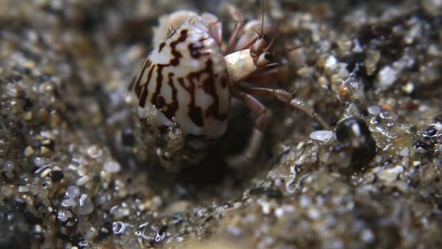 hermit crab,Paguroidea, Clibanarius fonticola are omnivorous scavengers, eating microscopic mussels and clams, bits of dead animals, and macroalgae