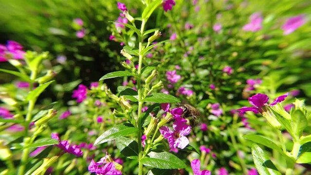 western Honey bee,Apis mellifera,apis, A. andreniformis, A. cerana dan A. dorsata,koschevnikovi perch on flower in slow motion