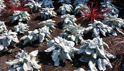 Crambe maritima, common name sea kale, seakale or crambe is a species of halophytic (salt-tolerant) flowering plant in the genus Crambe of the family Brassicaceae. 