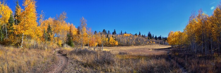 Fototapeta premium Pine Hollow hiking trail Mountain views by Timpanogos in the Wasatch Mountains Rocky Mountains, Utah. America. 