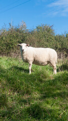 Oveja blanca en pradera de hierba