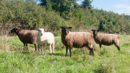 Ovejas marrones y blancas en pradera de hierba