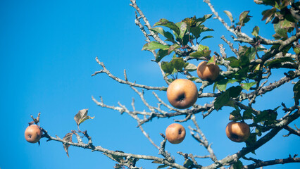 Manzanas amarillas en rama de manzano de huerta