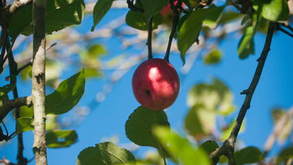 Una manzana roja en rama de manzano de huerta