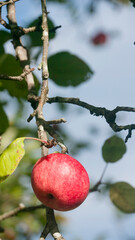 Una manzana roja en rama de manzano de huerta
