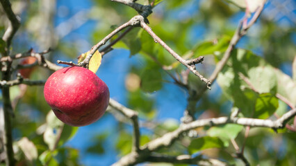 Una manzana roja en rama de manzano de huerta
