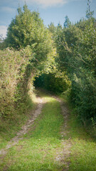 Tunel de arboles y arbustos en camino rural